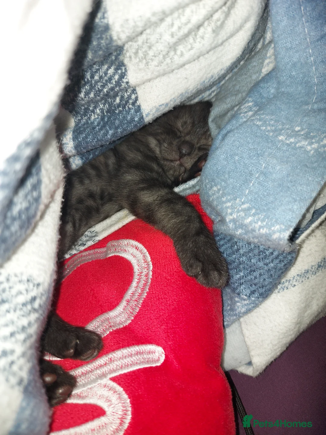 Bengal cats for sale:  Bengal Type Kittens Boys – Stunning Markings - Advert 11