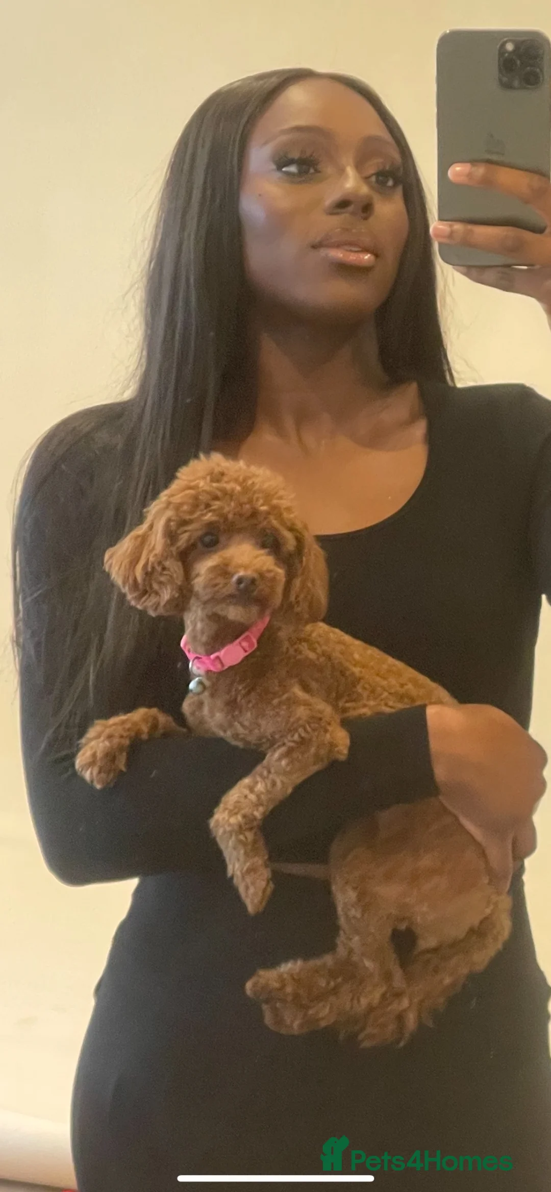 Toy Poodle dogs for sale: Female toy poodle puppy - Advert 1
