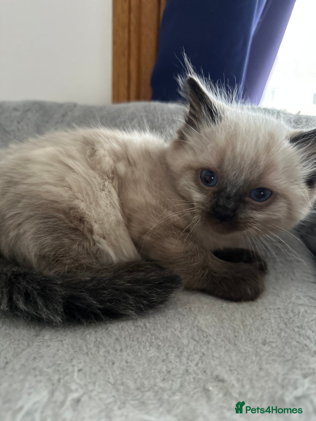 Ragdoll cats for sale: Gorgeous ragdoll kittens  - Advert 13