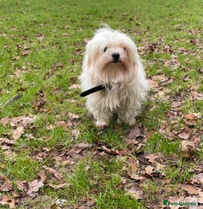 Mixed Breed dogs Tiny Chihuahua X Maltese (Malchi) - Advert 3