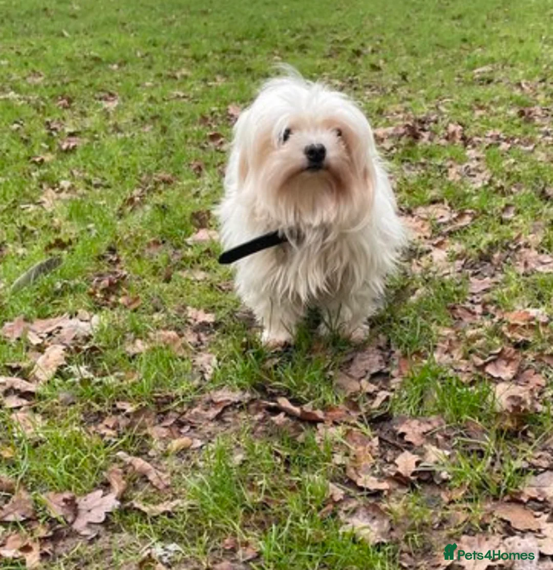 Mixed Breed dogs for sale: Tiny Chihuahua X Maltese (Malchi) - Advert 2