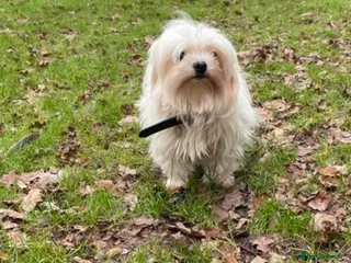 Mixed Breed dogs Tiny Chihuahua X Maltese (Malchi) - Advert 3