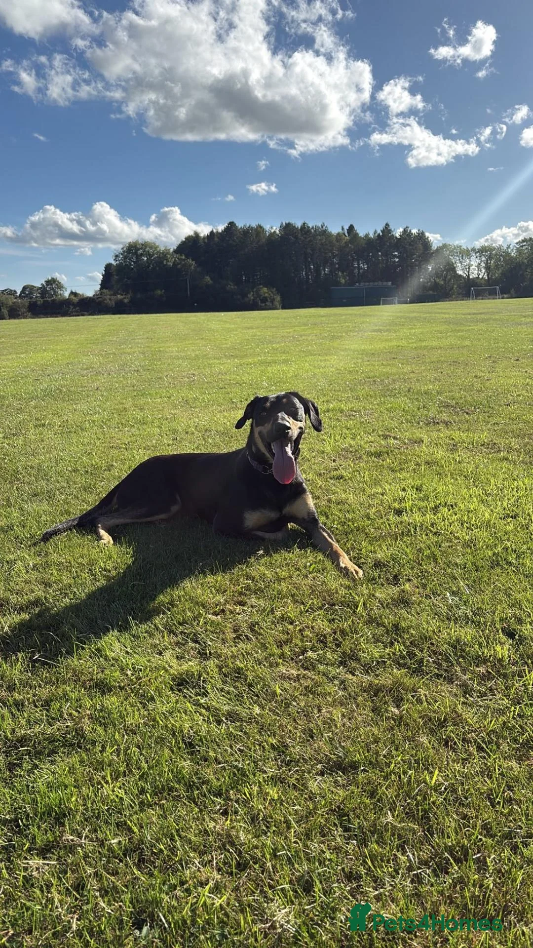 Mixed Breed dogs for adoption: 💙ARLO💙18 MONTHS FRIENDLY CUDDLY CLEVER DOBERDOR  - Advert 2