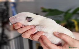 English Bull Terrier dogs for sale: English bull terrier puppies KC registered  - Image 12