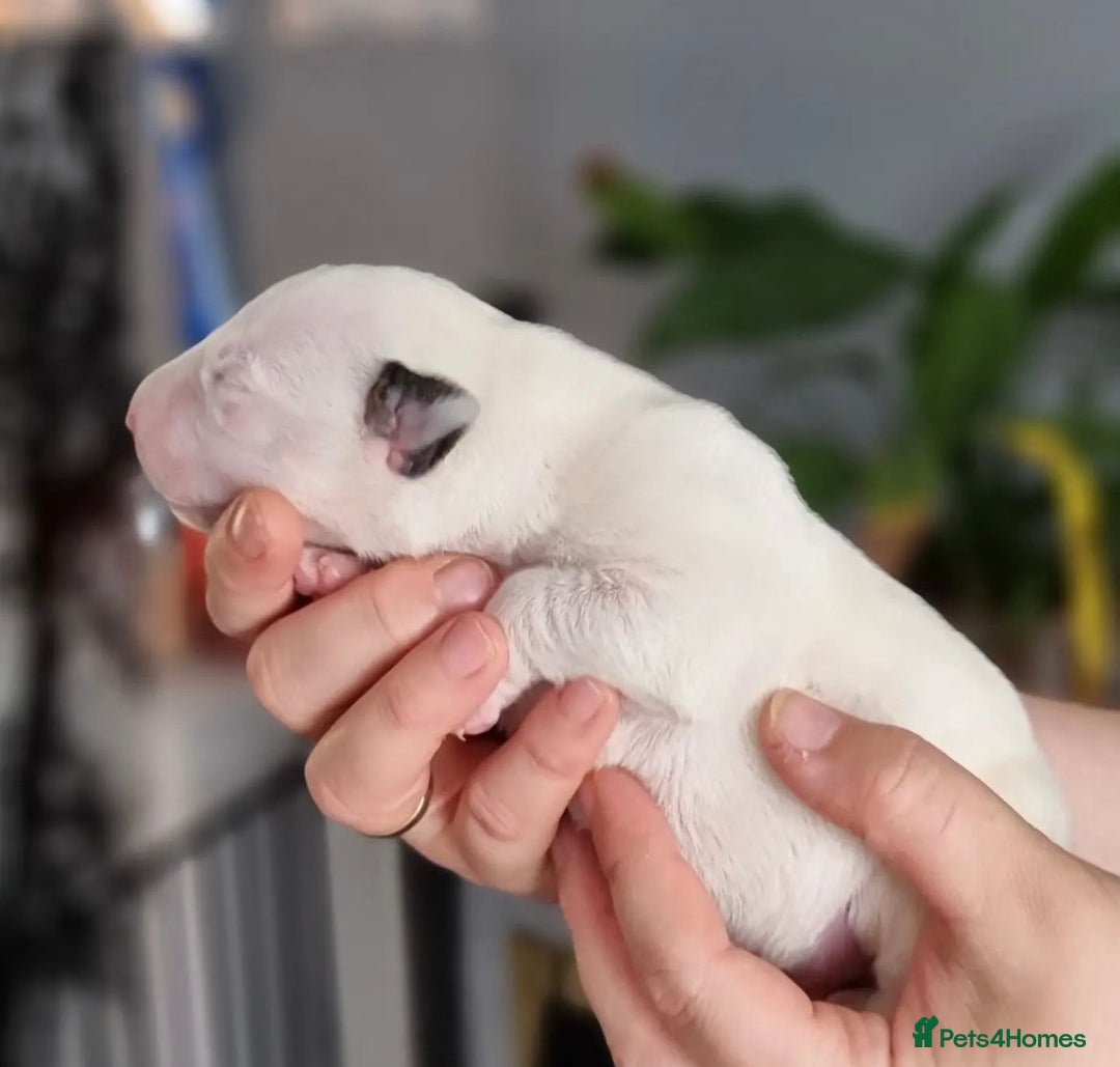 English Bull Terrier dogs for sale: English bull terrier puppies KC registered  - Image 12