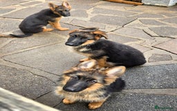 German Shepherd dogs for sale: KC REGISTERED GERMAN SHEPHERD PUPPIES  - Image 5
