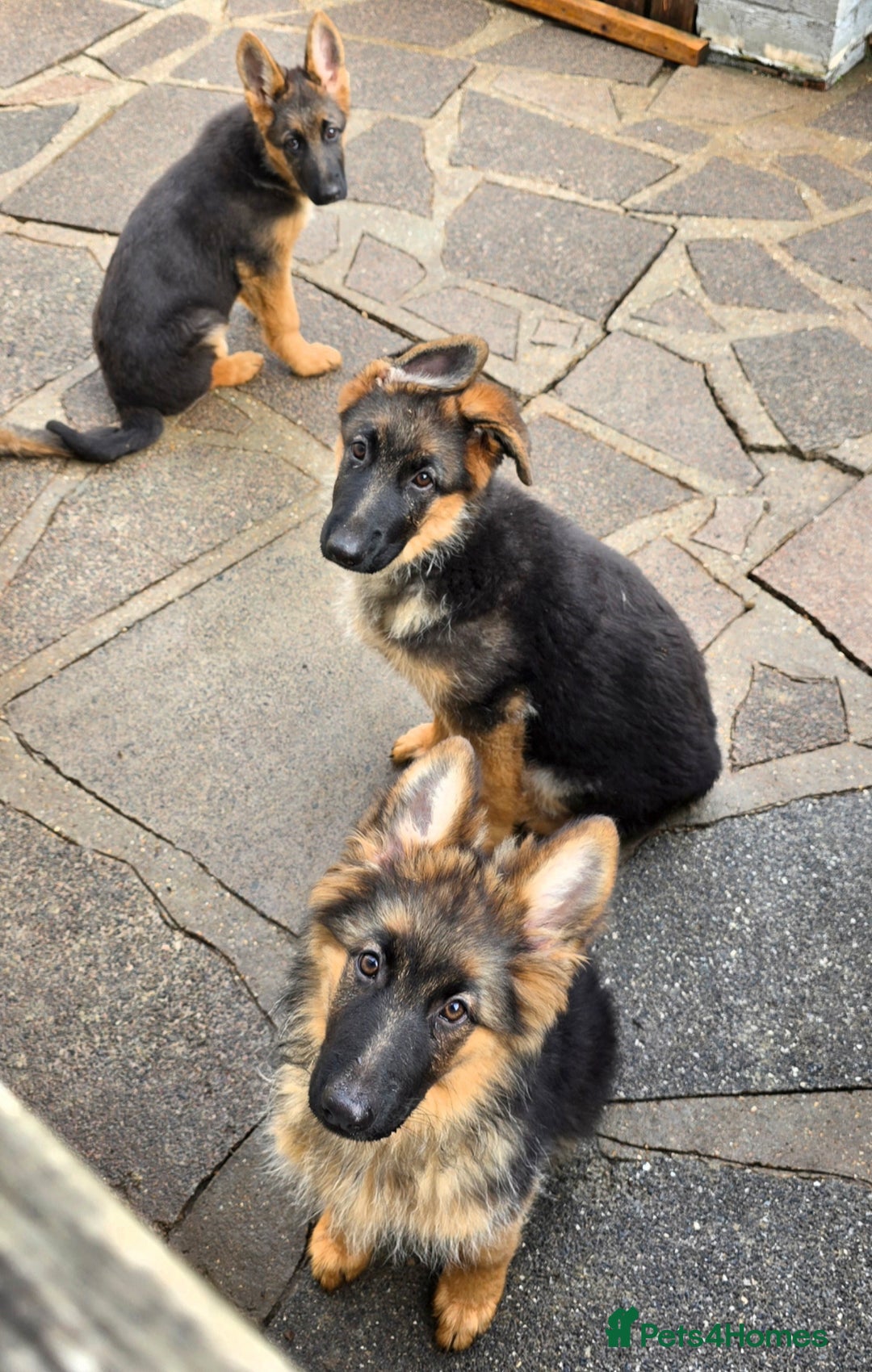German Shepherd dogs for sale: KC REGISTERED GERMAN SHEPHERD PUPPIES  - Image 5