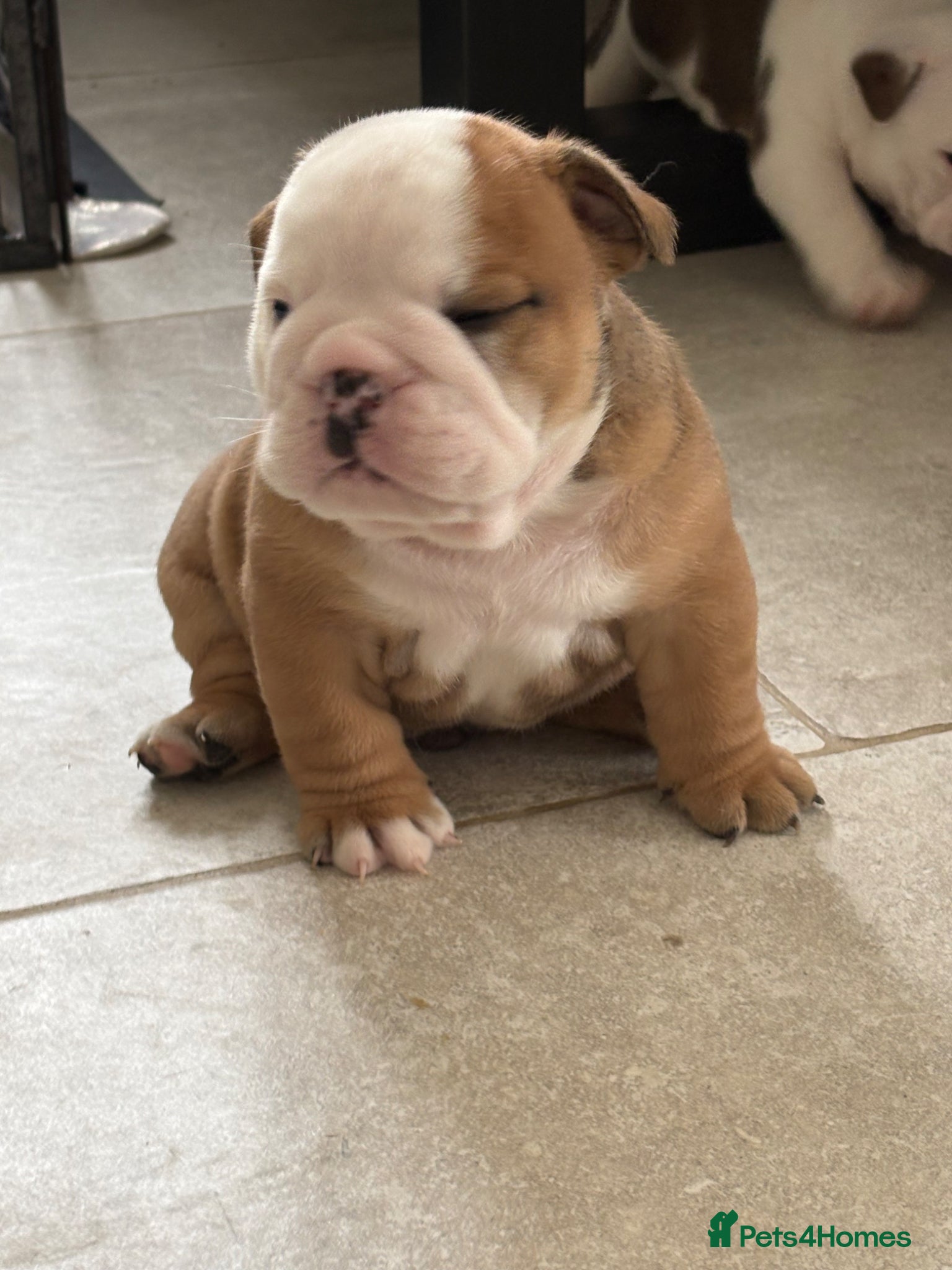 English Bulldog Puppy 1