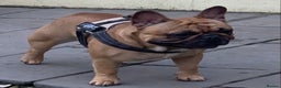 French Bulldog dogs for stud: Red fawn Dicar sired silver health tested in Edinburgh - Advert 7
