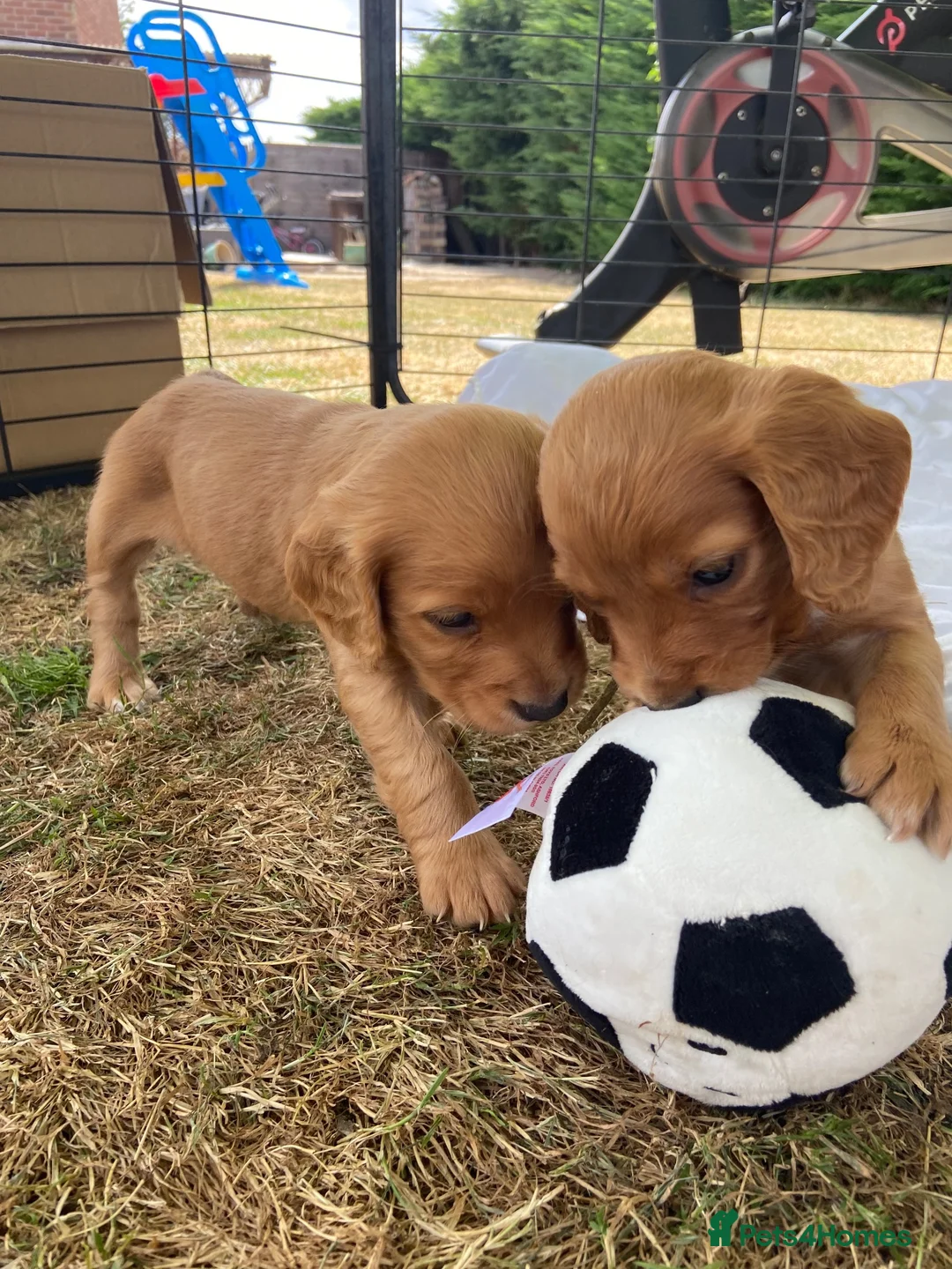 Cocker Spaniel dogs for sale: KC registered working cocker spaniel puppies - Advert 9