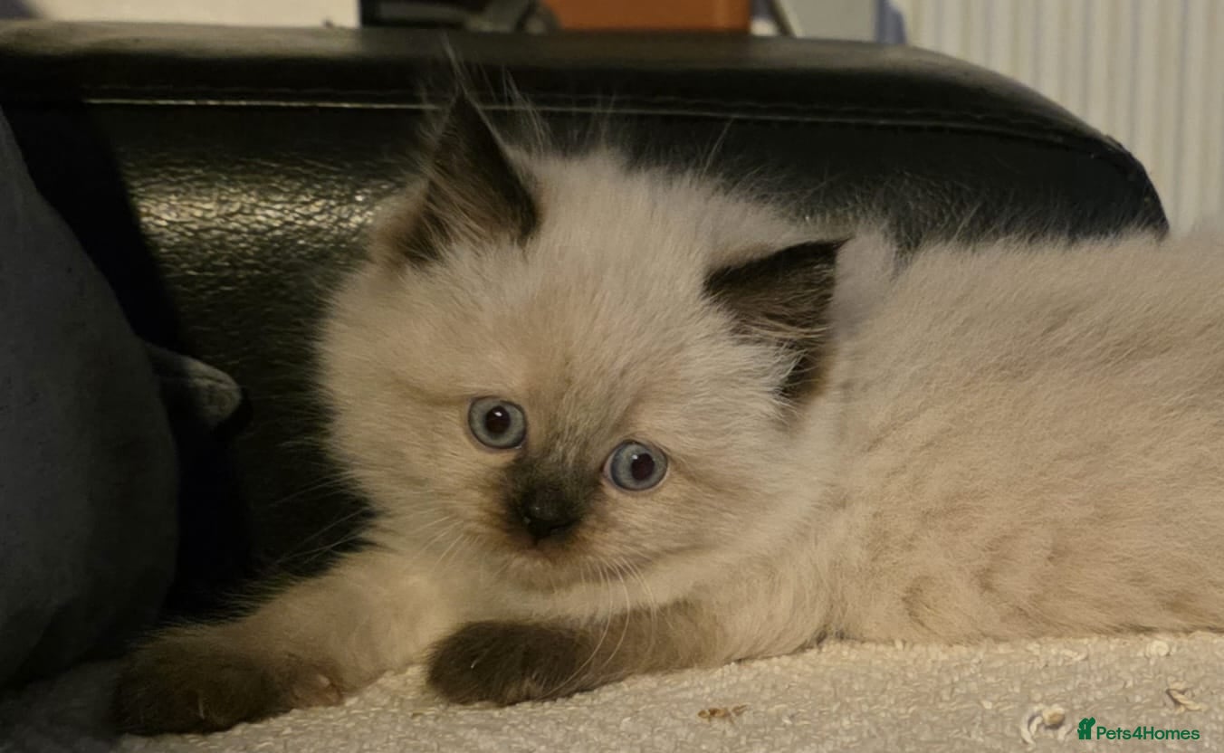 Ragdoll cats Ragdoll Kittens - Advert 1