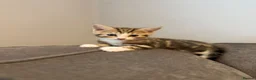 Mixed Breed cats for sale: 6 kittens ready for amazing homes!! - Advert 14