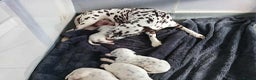 Dalmatian dogs for sale: KC Registered Dalmatian Puppies  - Advert 2