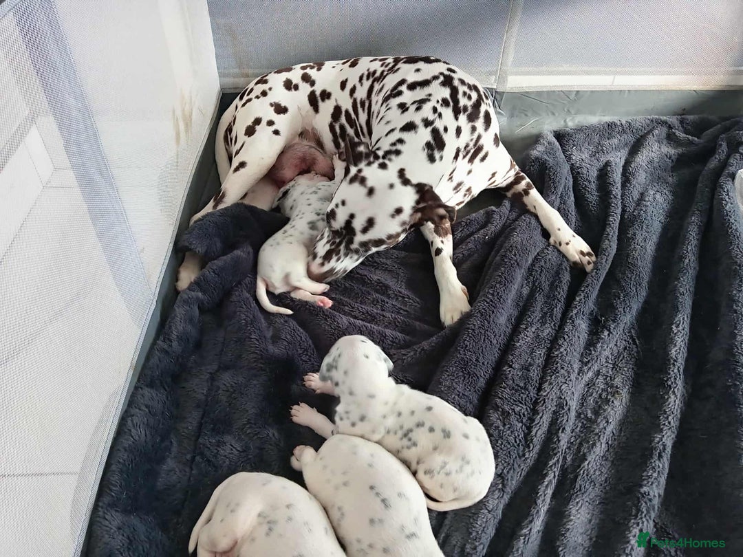 Dalmatian dogs for sale: KC Registered Dalmatian Puppies - Image 11