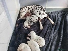 Dalmatian dogs KC Registered Dalmatian Puppies - Advert 1