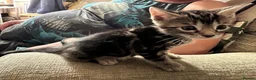 Bengal cats for sale: Mix Bengal kittens for sell in Corby - Advert 14