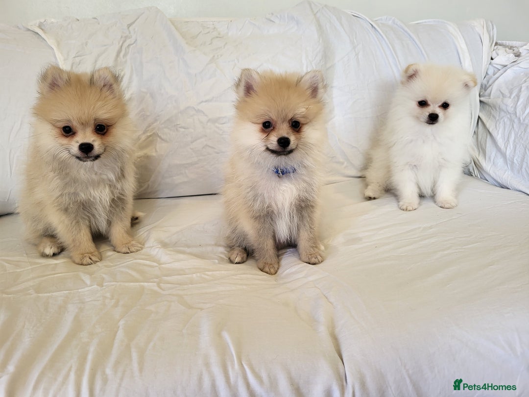 Pomeranian dogs for sale:  beautiful boy pomeranians - Image 4