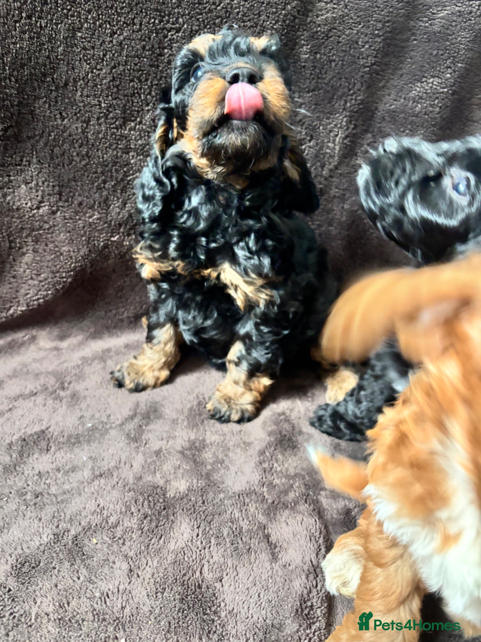 Cockapoo dogs Beautiful F1 Show Cockapoos 🥰❤️‍🔥 - Advert 2