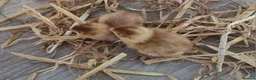 Quail poultry for sale: Coturnix quail hatching eggs and chics to order  - Advert 1