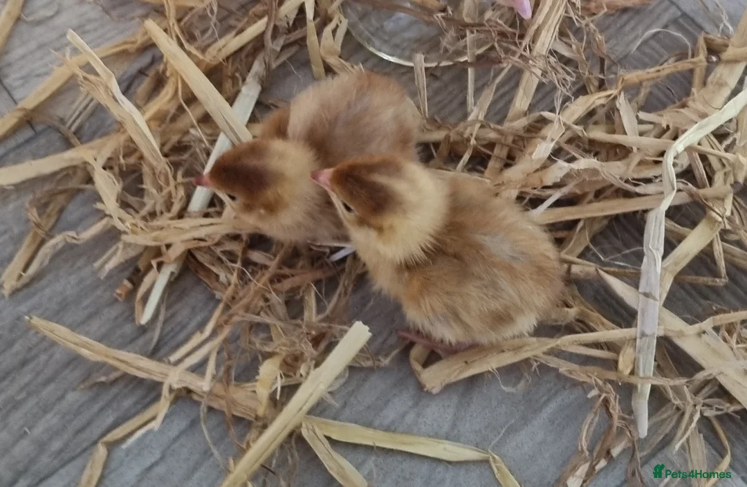 Quail poultry for sale: Coturnix quail hatching eggs and chics to order  - Advert 1