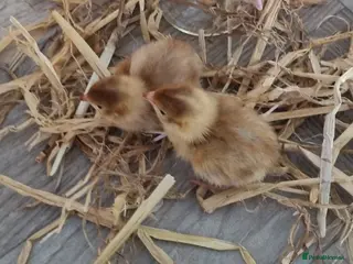 Quail poultry for sale: Coturnix quail hatching eggs and chics to order - Advert 1