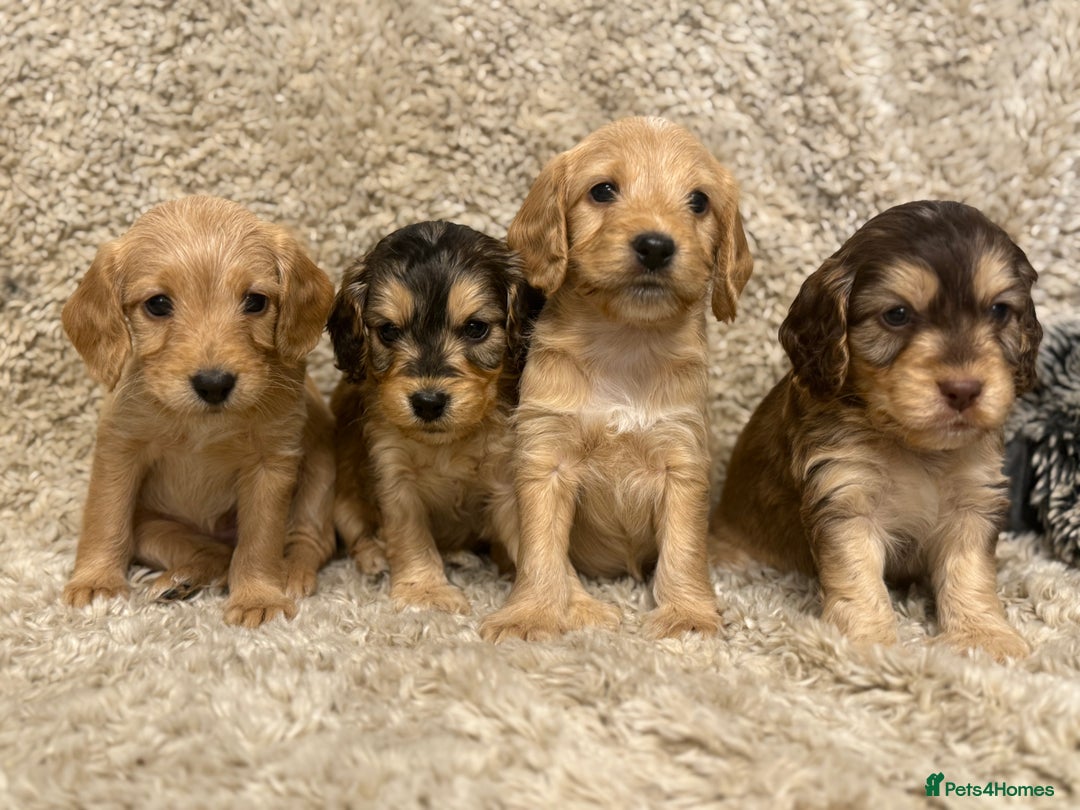 Labradoodle dogs for sale: Unique Stunning miniature doodles - Advert 32