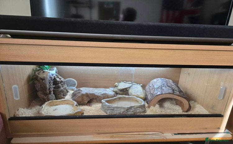 Corn Snake reptiles - Advert 5