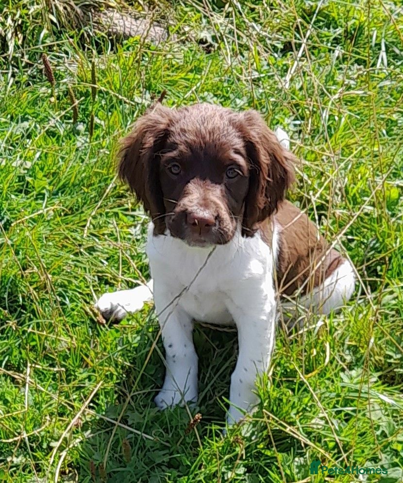 English Springer Spaniel dogs Gorgeous English Springer Spaniels Puppies - Advert 1