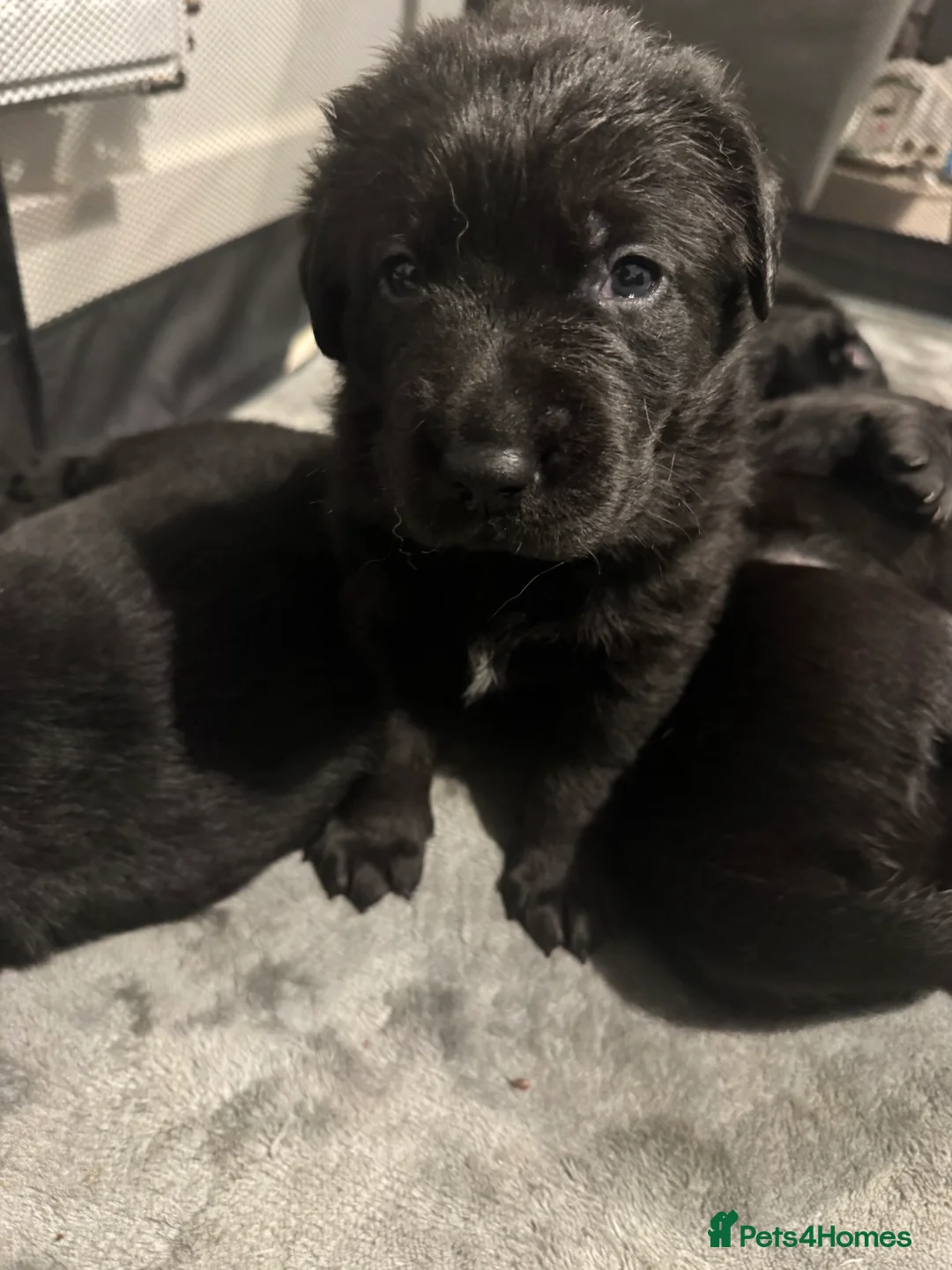 Labrador Retriever dogs for sale: KC Registered Black Chunky Labradors  - Advert 17