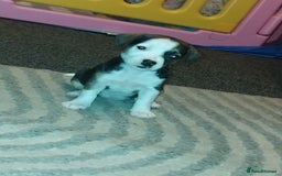 Mixed Breed dogs for sale: Stunning litter of 8 - Image 28