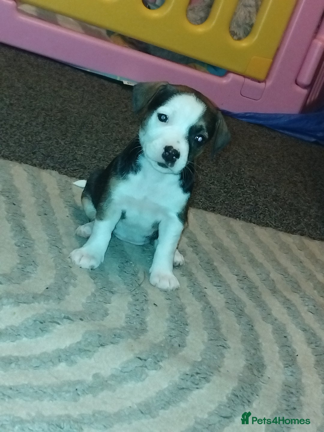 Mixed Breed dogs for sale: Stunning litter of 8 - Image 28