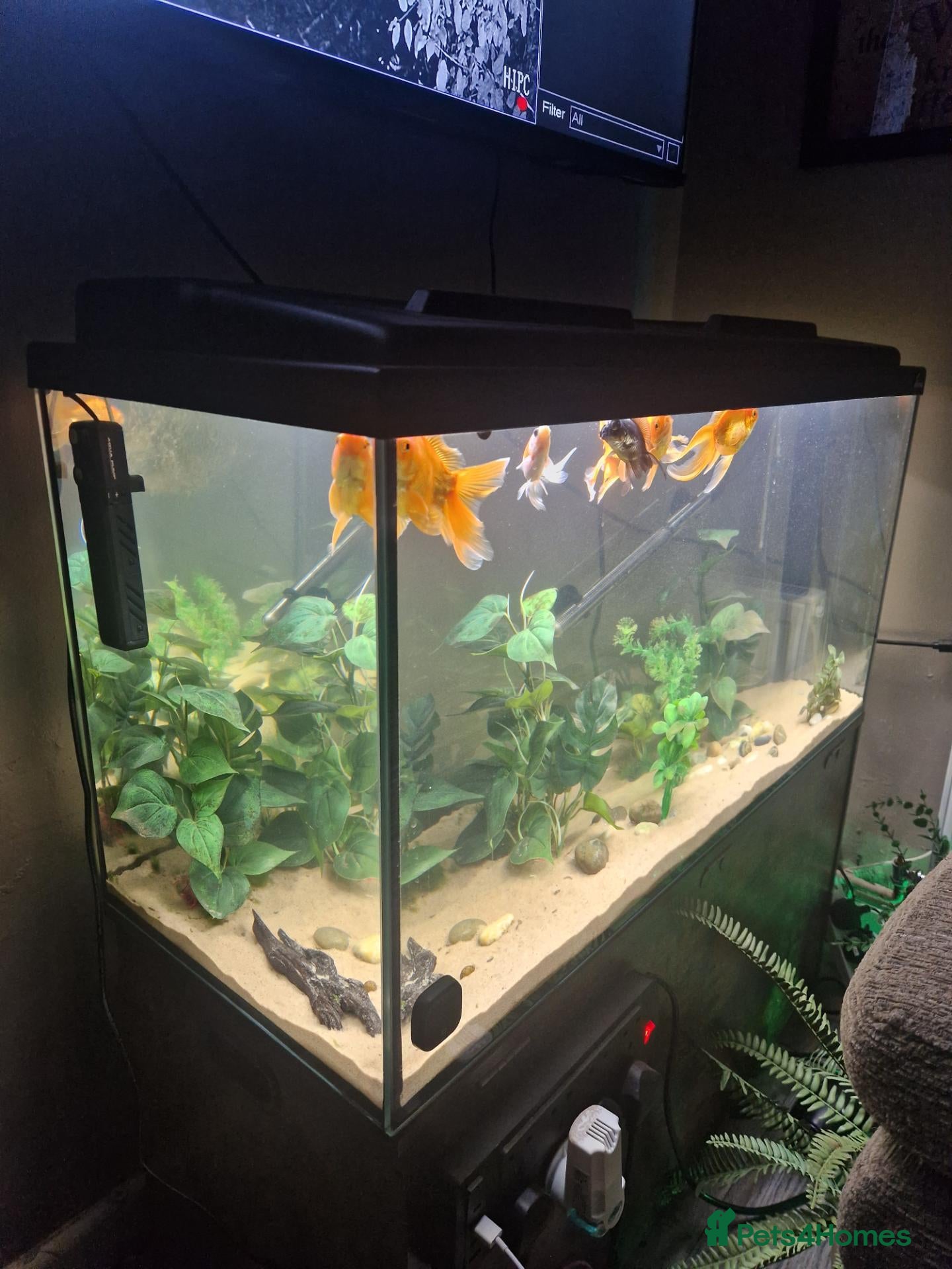 Fancy Goldfish fish 200 litre tank with fish and accessories  - Advert 8
