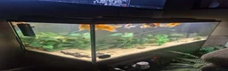 Fancy Goldfish fish for sale: 200 litre tank with fish and accessories  - Advert 1