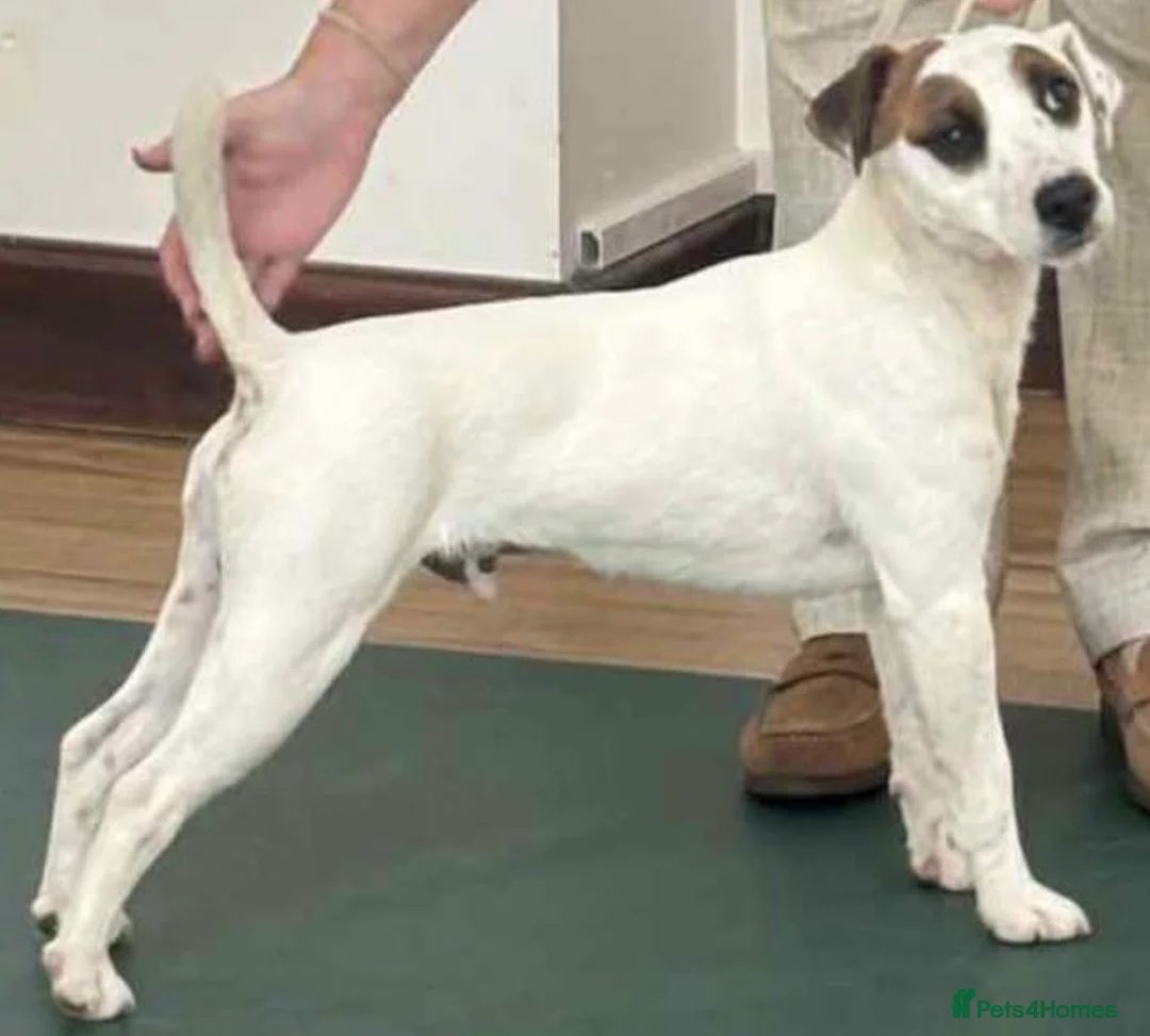 Parson Russell dogs for sale: 17 month old PRT male in Dundee - Advert 1