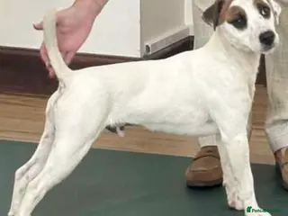 Parson Russell dogs 17 month old PRT male - Advert 1