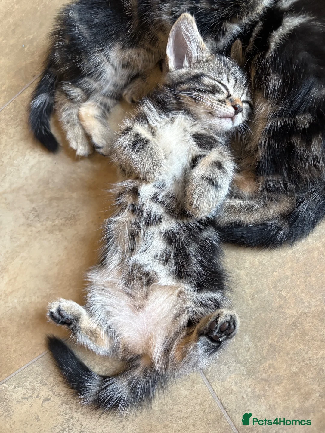 Abyssinian cats for sale: Absynnian tabby mix kittens 1 boy and 1 girl left in Margate - Advert 11
