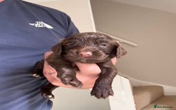 Cocker Spaniel dogs for sale: Well bred KC working cockers  - Image 8