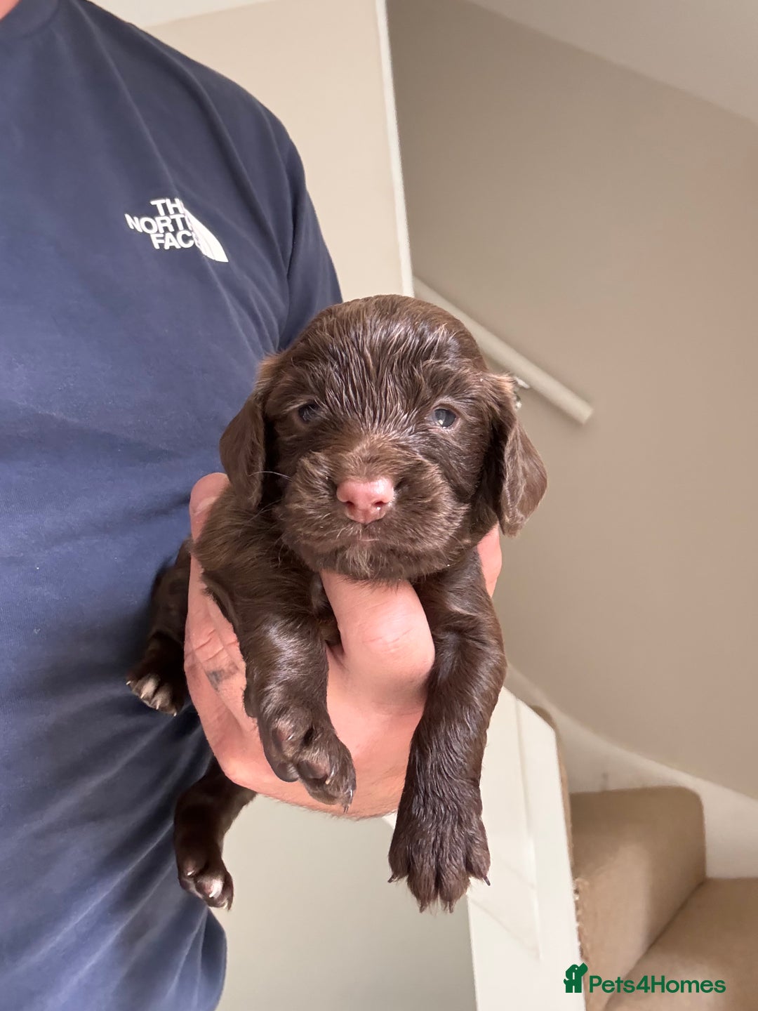 Cocker Spaniel dogs for sale: Well bred KC working cockers  - Image 8