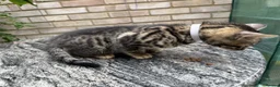 Bengal cats for sale: Bengal x Maine Coon Cross Kittens  - Advert 11