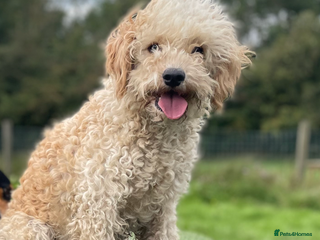 Cavapoo dogs - Advert 4