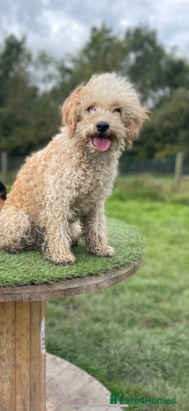 Cavapoo dogs - Advert 3