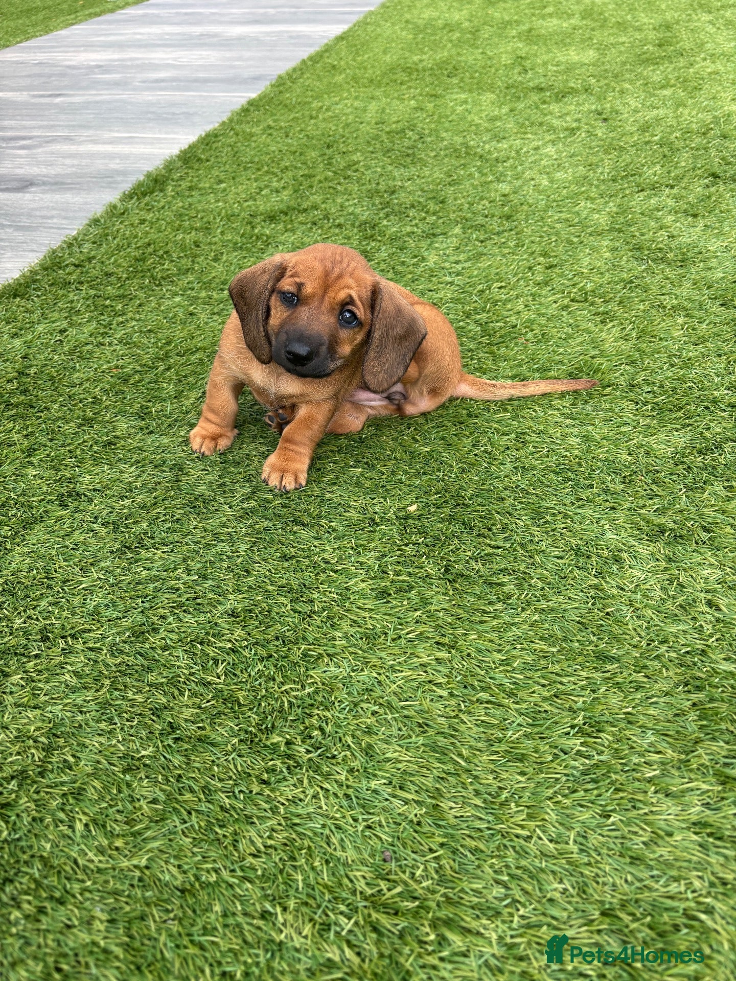 Miniature Dachshund dogs Last Beautiful girl Miniature dachshund for sale  - Advert 12