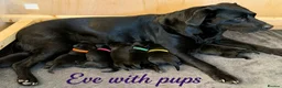 Labrador Retriever dogs for sale: Outstanding Labrador Puppies–Exceptional Pedigree - Advert 5