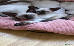 Siamese cats for sale: Two beautiful seal point brothers ❤️ - Advert 9