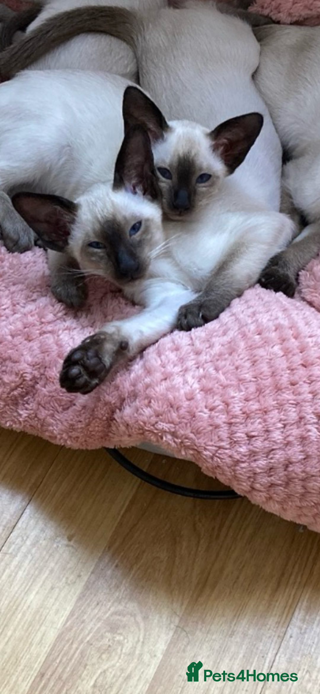 Siamese cats for sale: Two beautiful seal point brothers ❤️ - Advert 9
