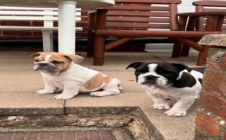 English Bulldog dogs in Atherstone - Advert 3