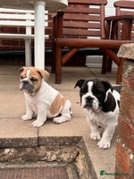 English Bulldog dogs in Atherstone - Advert 3