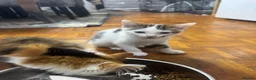 Mixed Breed cats for sale: Lovely male kittens - Advert 7