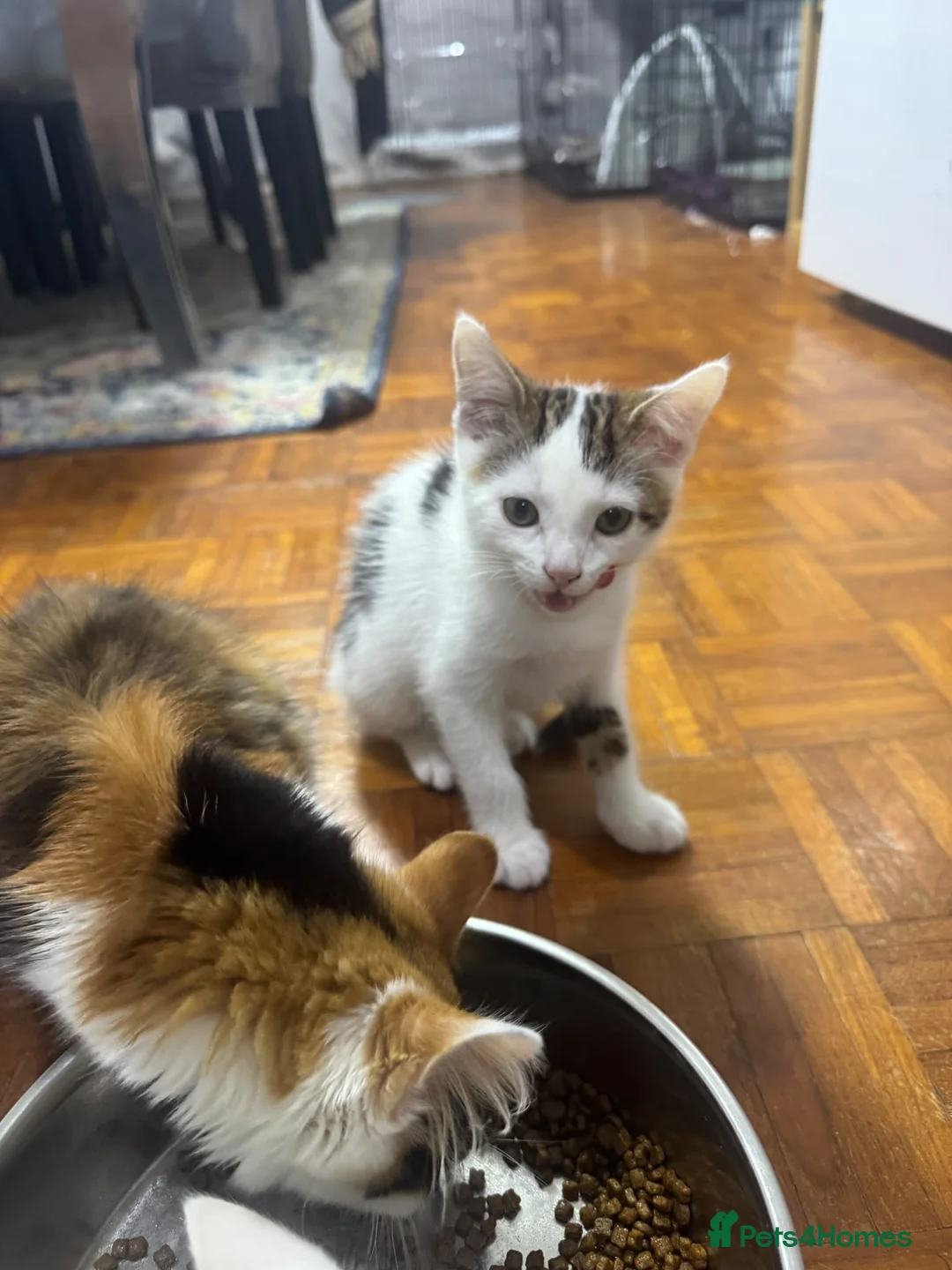 Mixed Breed cats for sale: Lovely male kittens - Advert 7