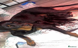 Rottweiler dogs for sale: Male Rottweiler puppy  - Image 3
